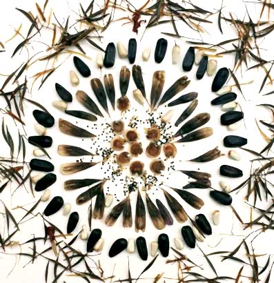 Sustainability week garden